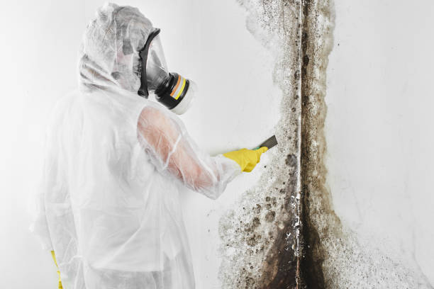 Best DIY Mold Remediation Support Services in Middleport, NY