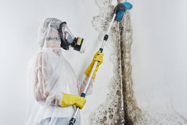 Best Insurance-Related Mold Remediation in Middleport, NY