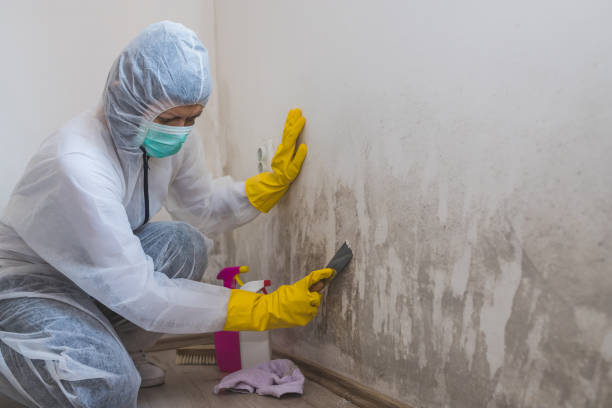 Best White Mold Remediation in Middleport, NY