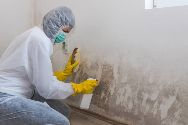 Best Black Mold Remediation in Middleport, NY