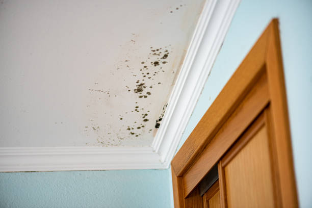 Best Health and Safety Mold Remediation in Middleport, NY