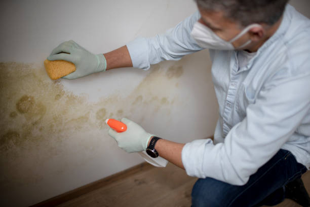 Best Commercial Mold Remediation in Middleport, NY