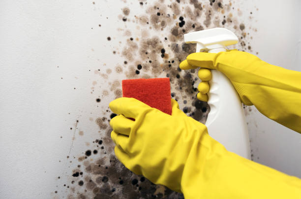 Best White Mold Remediation in Middleport, NY