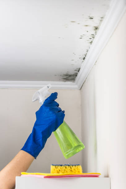 Best Residential Mold Remediation in Middleport, NY